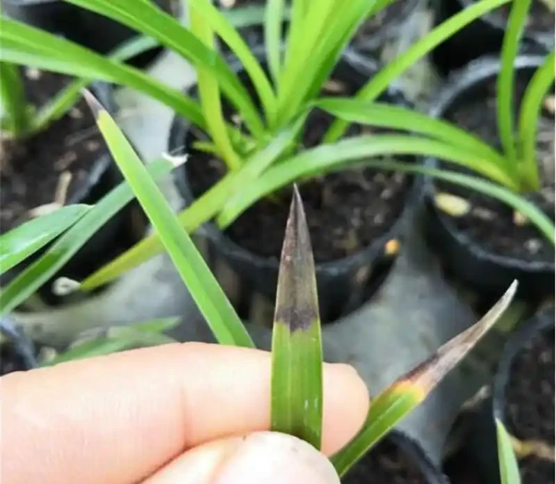 蘭花焦尖症的治療和預防