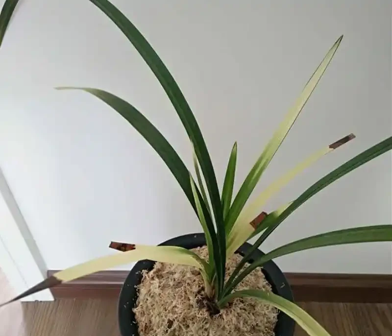 蘭花焦尖症的治療和預防