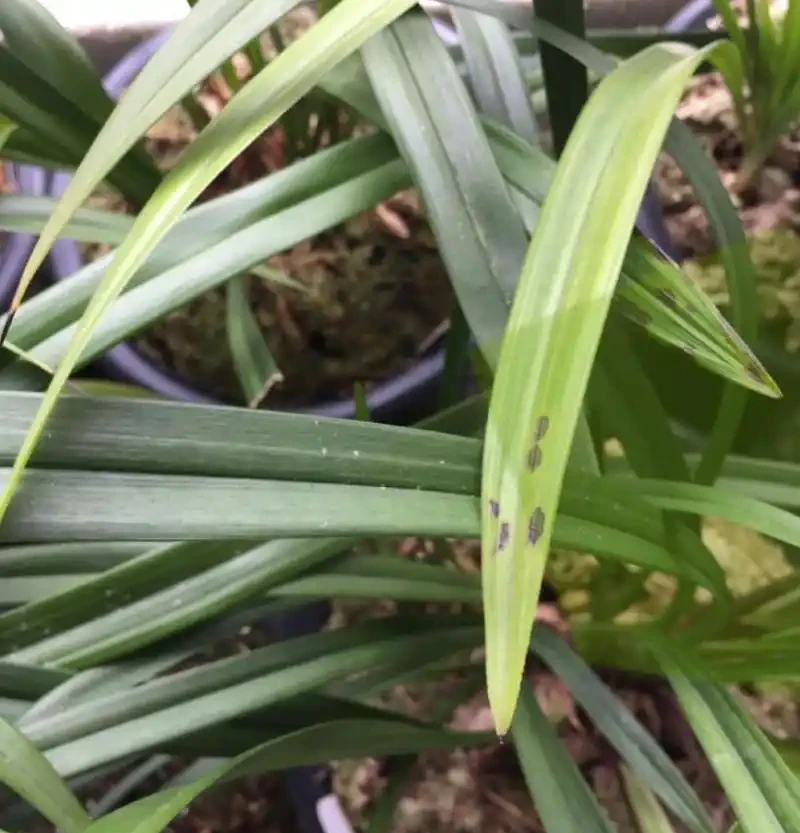 蘭花焦尖症的治療和預防