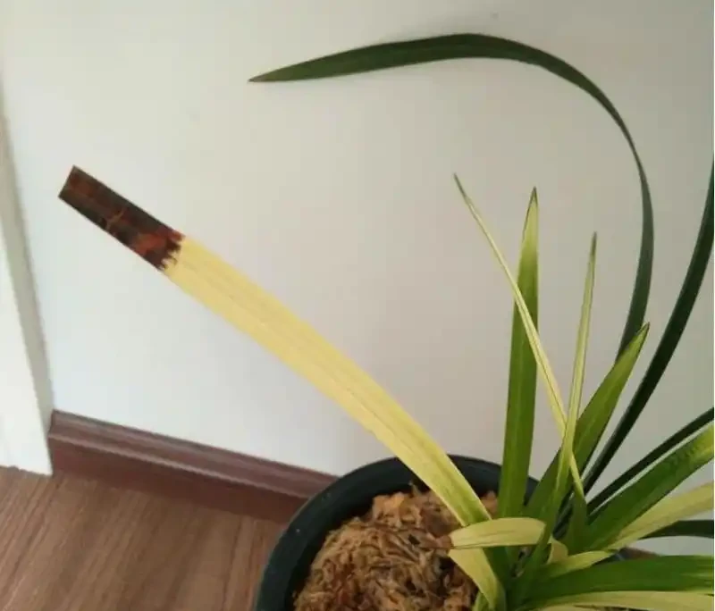 蘭花焦尖症的治療和預防