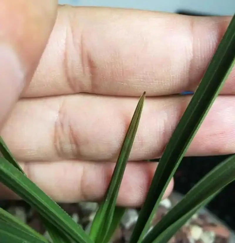 蘭花焦尖症的治療和預防