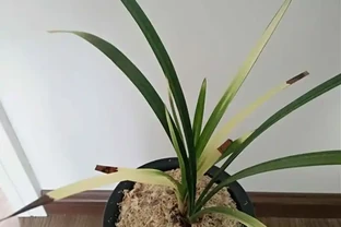 蘭花焦尖症的治療和預防