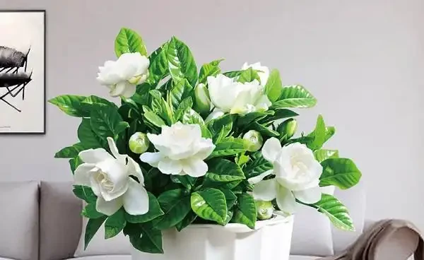 梔子花黃葉的原因