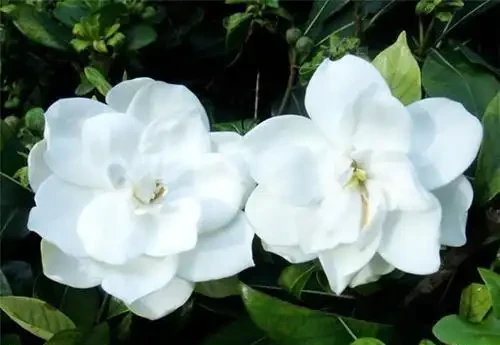 梔子花黃葉的原因