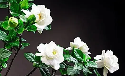 梔子花黃葉的原因