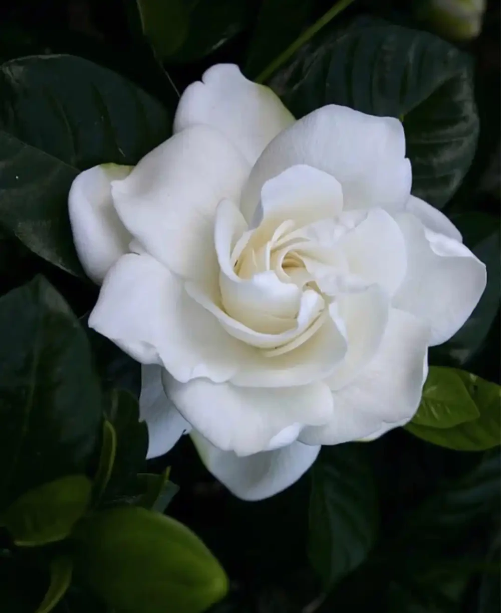 梔子花黃葉的原因