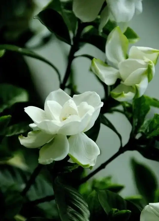 梔子花黃葉的原因