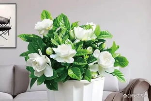梔子花黃葉的原因
