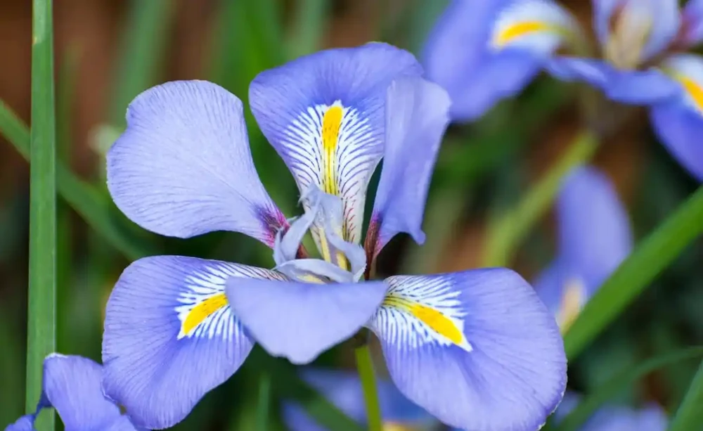 瓶插花開花期最長的花