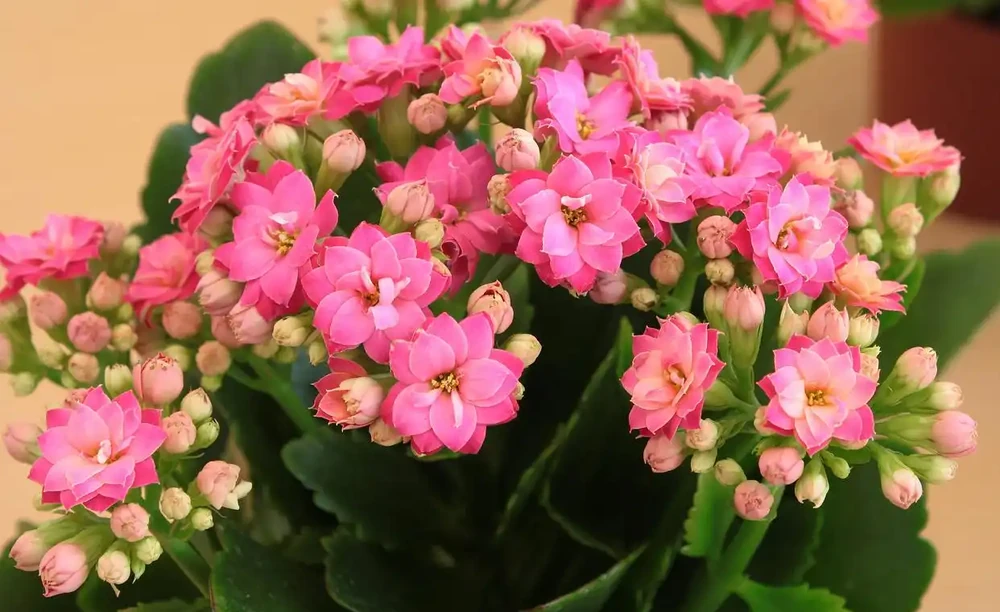 瓶插花開花期最長的花