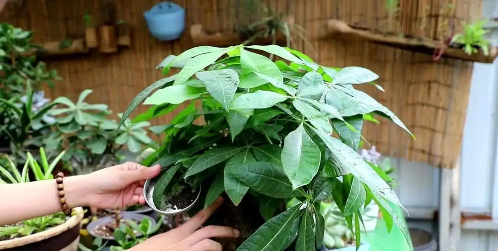 被拉下神壇的發財樹，原因一針見血，難怪花友們都棄養了