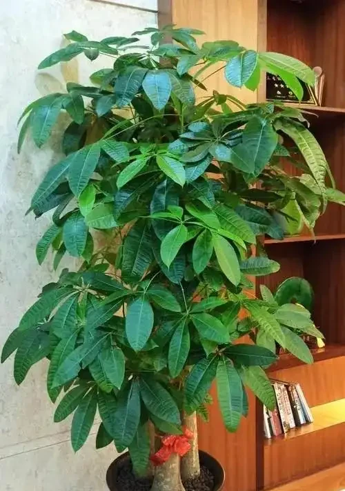 被拉下神壇的發財樹，原因一針見血，難怪花友們都棄養了