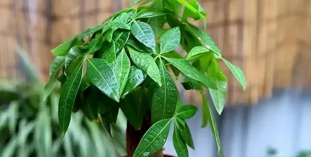 被拉下神壇的發財樹，原因一針見血，難怪花友們都棄養了