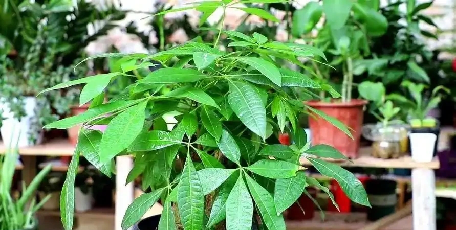 被拉下神壇的發財樹，原因一針見血，難怪花友們都棄養了
