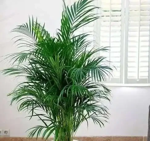 鳳尾竹澆水的正確方法