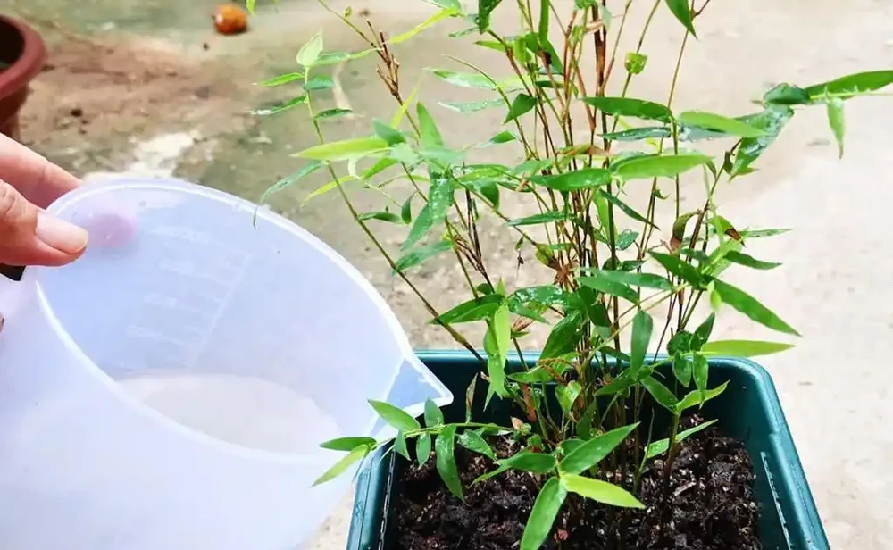 鳳尾竹澆水的正確方法