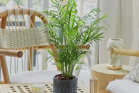鳳尾竹澆水的正確方法
