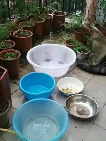 鳳尾竹澆水的正確方法