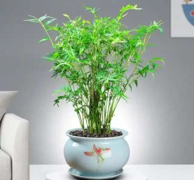 鳳尾竹澆水的正確方法