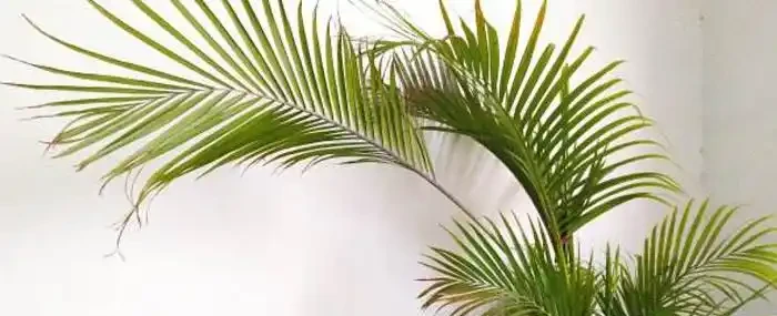 鳳尾竹澆水的正確方法