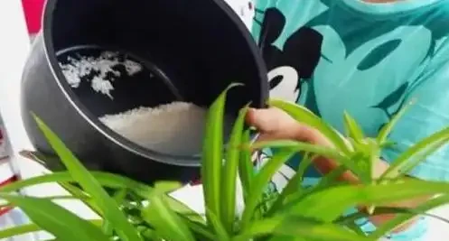 鳳尾竹澆水的正確方法