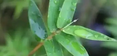 鳳尾竹澆水的正確方法