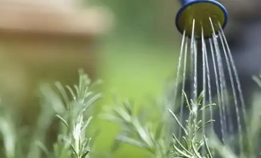 鳳尾竹澆水的正確方法
