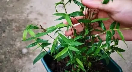 鳳尾竹澆水的正確方法