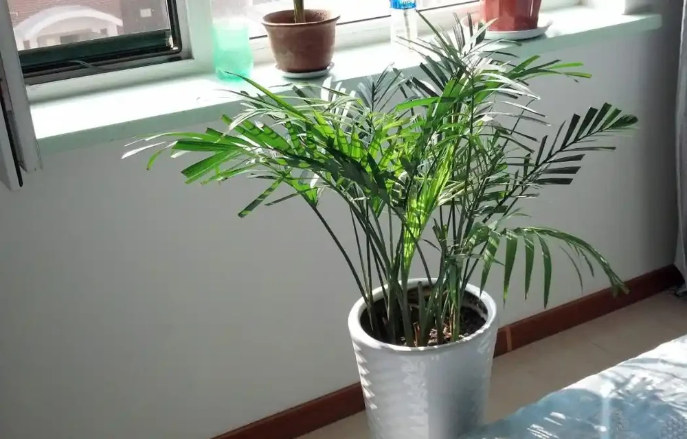 鳳尾竹澆水的正確方法