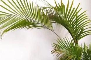 鳳尾竹澆水的正確方法