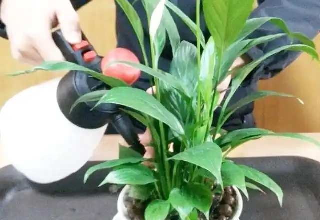 水養白鶴芋葉子下垂髮軟咋辦