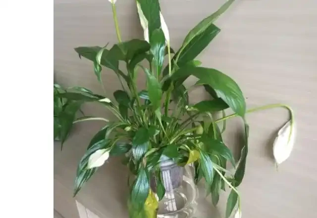 水養白鶴芋葉子下垂髮軟咋辦