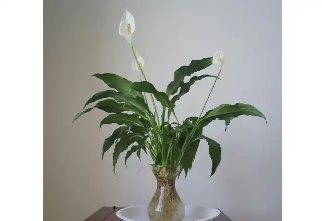 水養白鶴芋葉子下垂髮軟咋辦