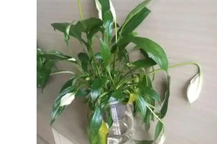 水養白鶴芋葉子下垂髮軟咋辦