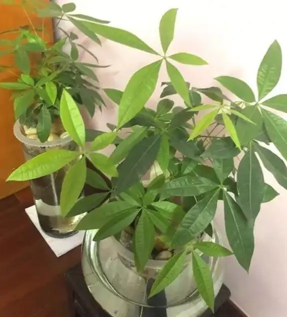 水耕發財樹怎麼養?只要你掌握這些「訣竅」,定會枝繁葉茂