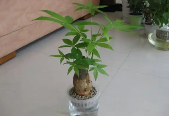 水耕發財樹怎麼養?只要你掌握這些「訣竅」,定會枝繁葉茂