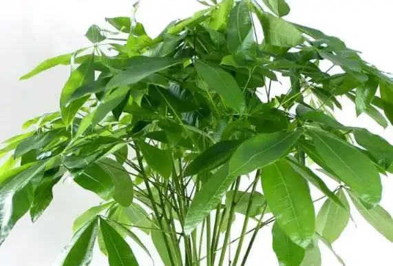 水耕發財樹怎麼養?只要你掌握這些「訣竅」,定會枝繁葉茂