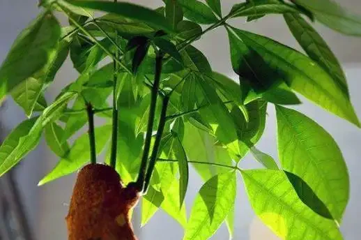 水耕發財樹怎麼養?只要你掌握這些「訣竅」,定會枝繁葉茂