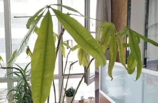 水耕發財樹怎麼養?只要你掌握這些「訣竅」,定會枝繁葉茂