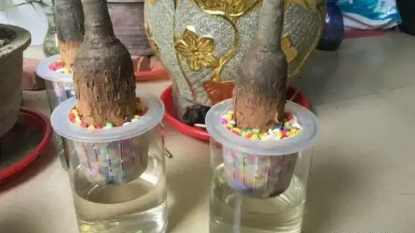 水耕發財樹怎麼養?只要你掌握這些「訣竅」,定會枝繁葉茂