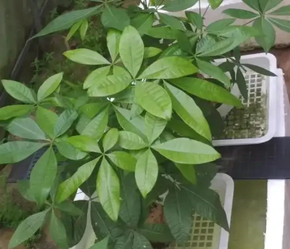 水耕發財樹怎麼養?只要你掌握這些「訣竅」,定會枝繁葉茂
