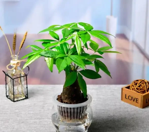 水耕發財樹怎麼養?只要你掌握這些「訣竅」,定會枝繁葉茂