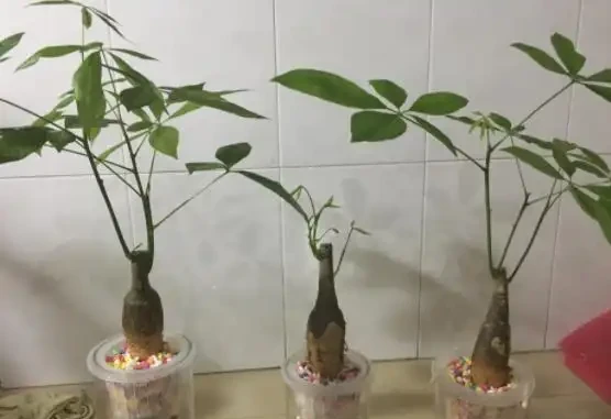 水耕發財樹怎麼養?只要你掌握這些「訣竅」,定會枝繁葉茂