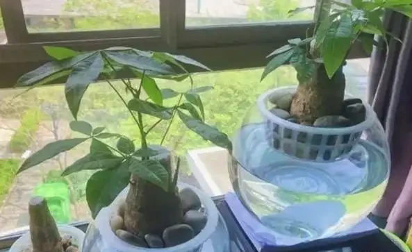 水耕發財樹怎麼養?只要你掌握這些「訣竅」,定會枝繁葉茂