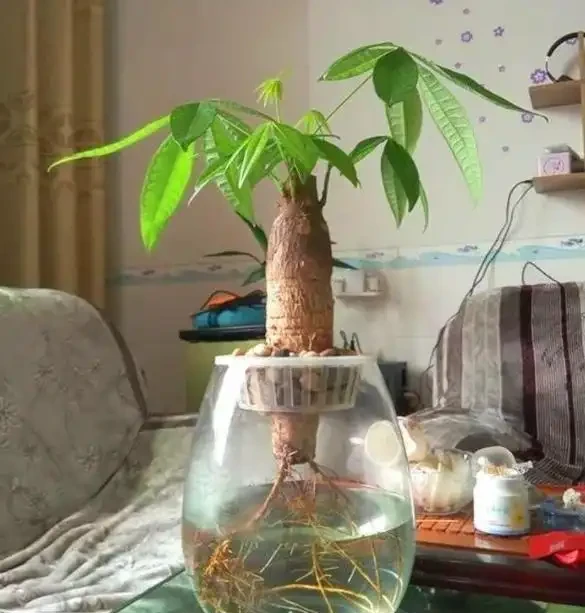 水耕發財樹怎麼養?只要你掌握這些「訣竅」,定會枝繁葉茂