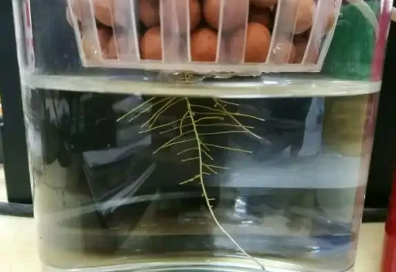 水耕發財樹怎麼養?只要你掌握這些「訣竅」,定會枝繁葉茂