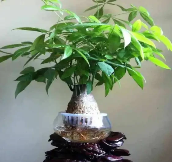 水耕發財樹怎麼養?只要你掌握這些「訣竅」,定會枝繁葉茂
