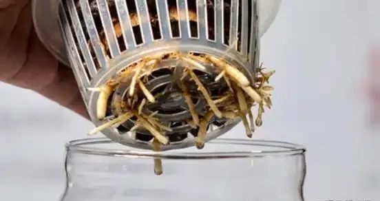 水耕發財樹怎麼養?只要你掌握這些「訣竅」,定會枝繁葉茂