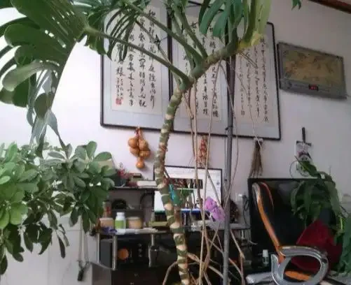 龜背芋如何養出「藝術感」？「解鎖」這些，葉美有趣，超治癒