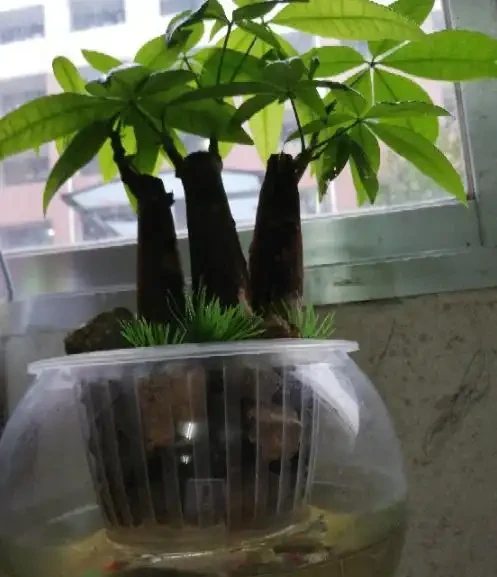 水耕發財樹怎麼養?只要你掌握這些「訣竅」,定會枝繁葉茂